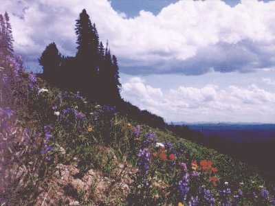 Blumen am Mt. Washburn