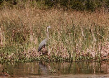 Blue Heron