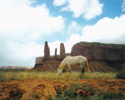Einsamer Gaul im Monument Valley