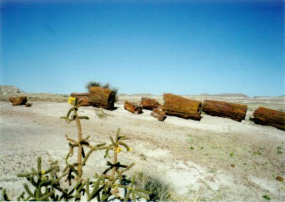 Petrified Forest