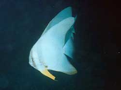 Reise eines neugierigen Fledermausfisch