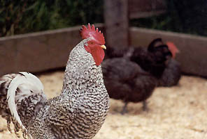 Rooster