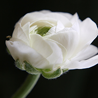 bloom