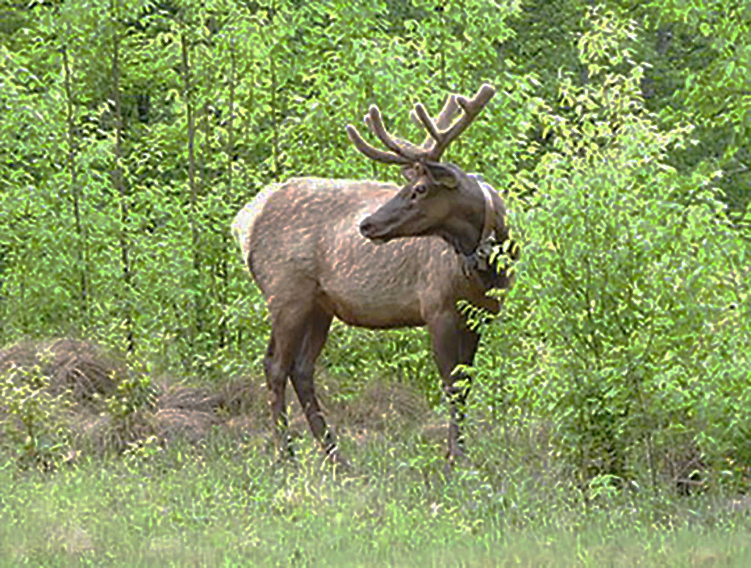 Elk in Smokey Mountains