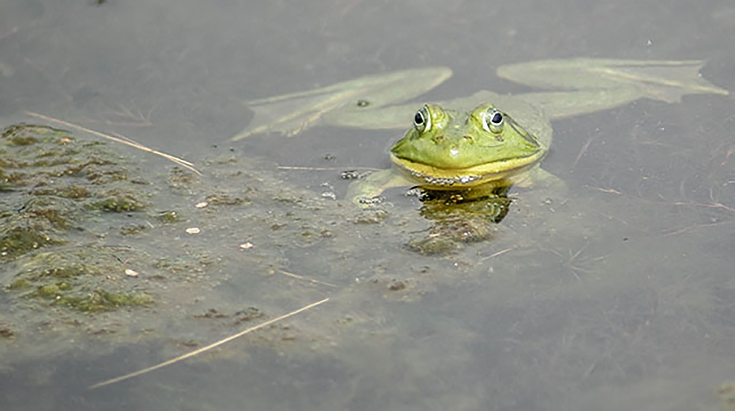 Frog