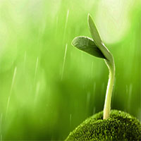 Sprout
