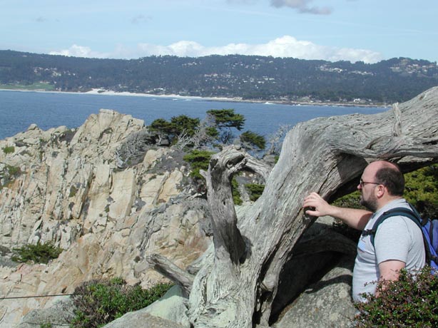BobMontereyPine