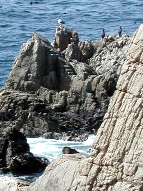 Cormorants1