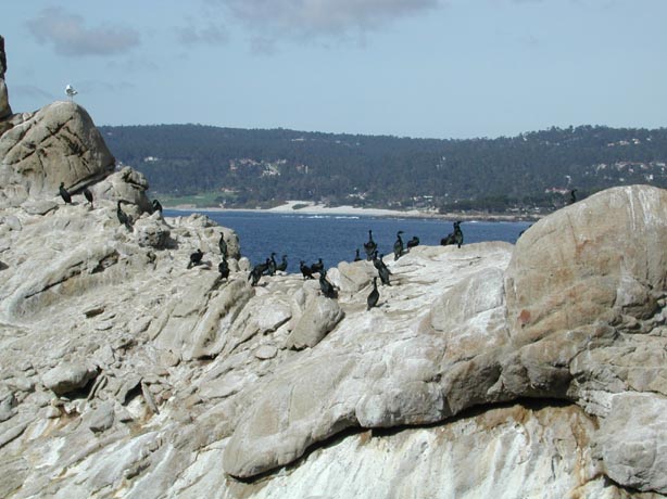 Cormorants2
