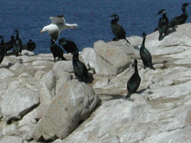 Cormorants3