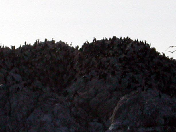 Cormorants4