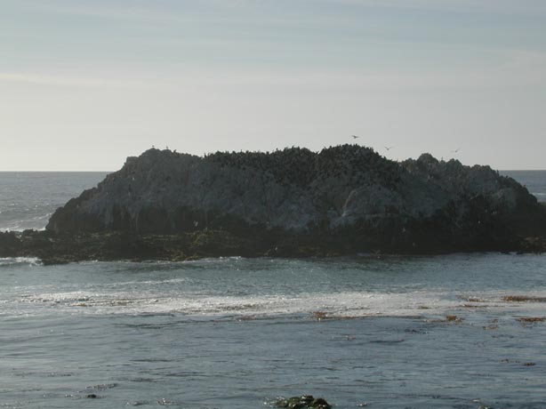 Cormorants5