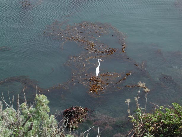 EgretPointlobos