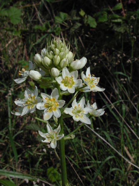 FlowerPointLobos1