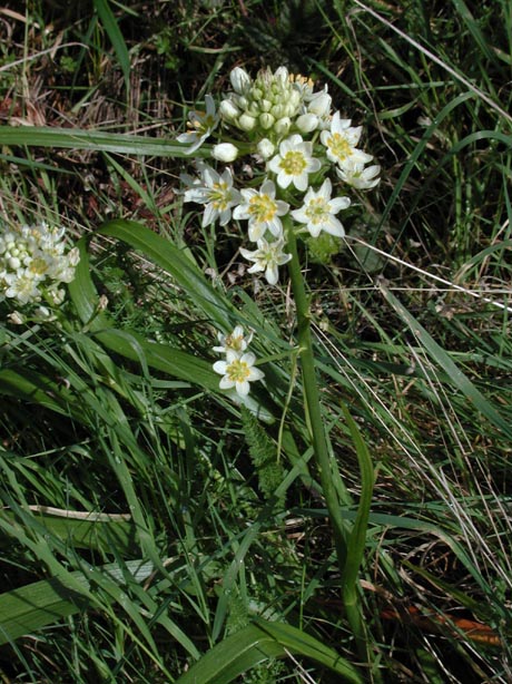 FlowerPointLobos2