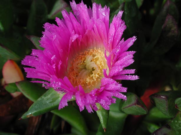 IcePlant