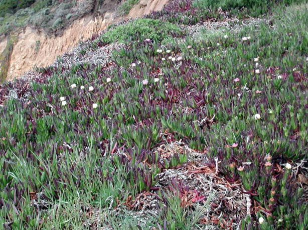 IcePlant2