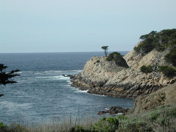 MontereyCypress1
