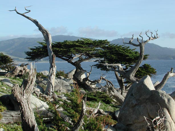 MontereyCypress3