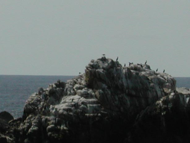 PointLobos2