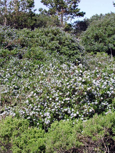 PointLobos5