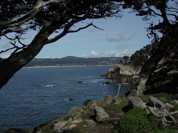 PointLobos9