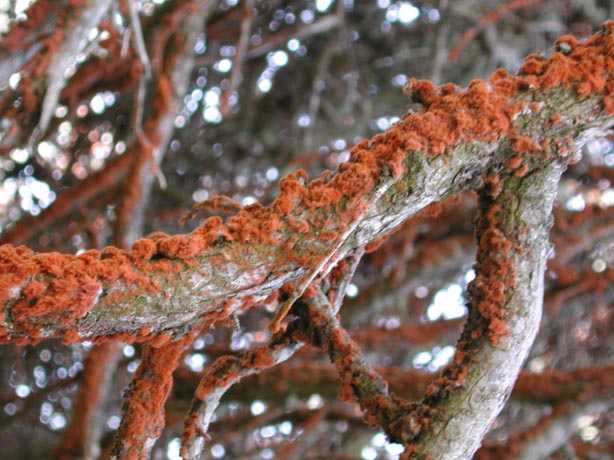 RedLichen1