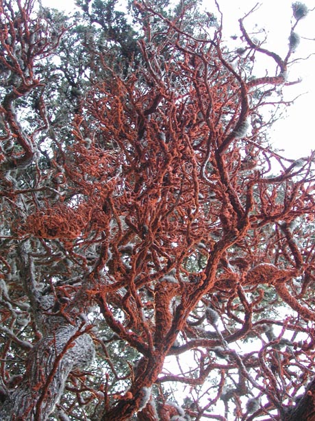 RedLichen2