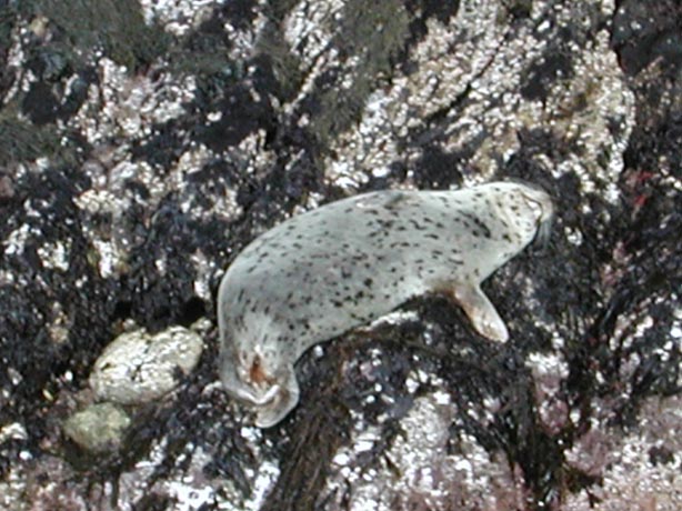 SeaLion2