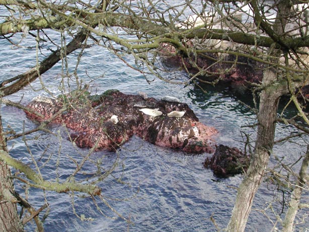 SeaLions1