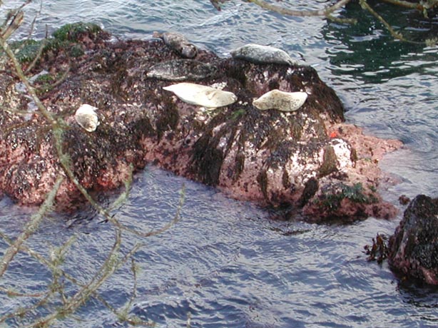 SeaLions2