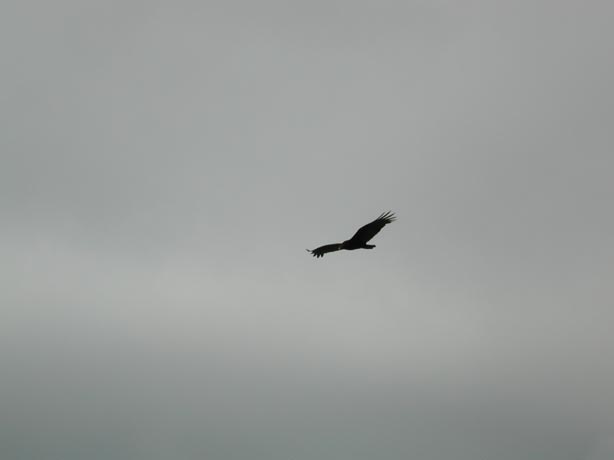 Vulture1