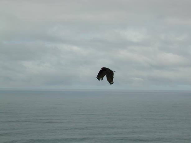 Vulture2