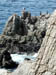 Cormorants1