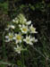 FlowerPointLobos1