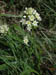 FlowerPointLobos2