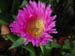 IcePlant