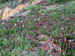 IcePlant2