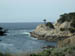 MontereyCypress1