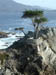 MontereyCypress2