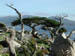 MontereyCypress3