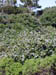 PointLobos5