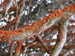 RedLichen1