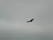 Vulture1