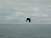 Vulture2