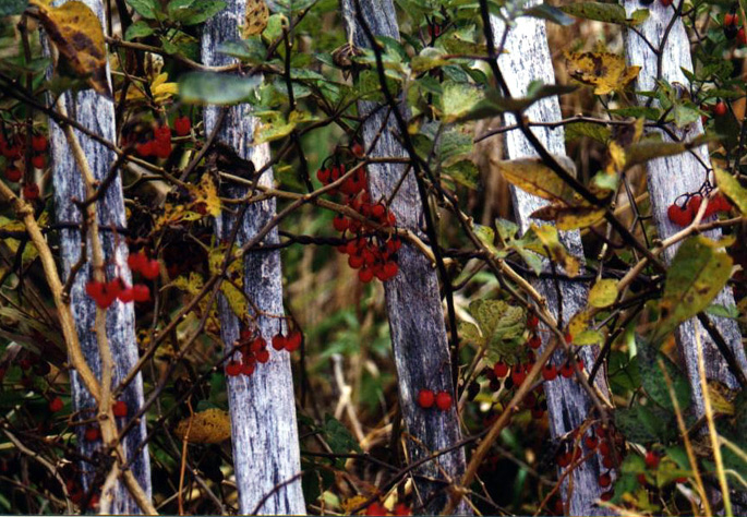 snowfence2