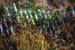 snowfence1