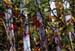 snowfence2