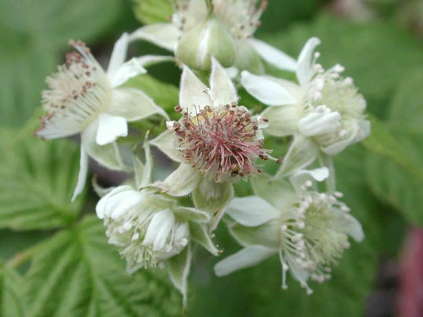 BRaspflower