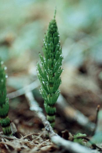 Horsetail